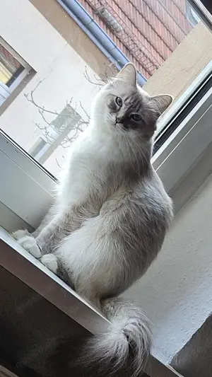 Heilige birma kitten kater Bild 4