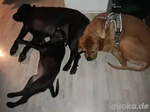 Hund DRINGEND abzugeben