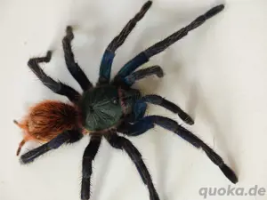 Diverse Vogelspinnen Brachypelma, Theraphosa, Xenethis usw.