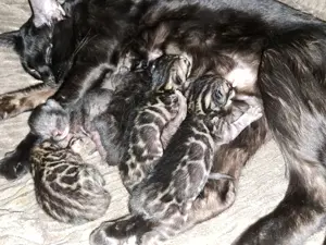 Atemberaubende Bengal Kitten in melanistic und brown 