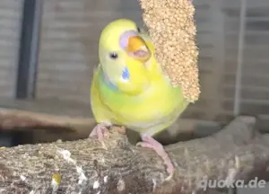 Wellensittiche (m w) Pärchen Bild 4