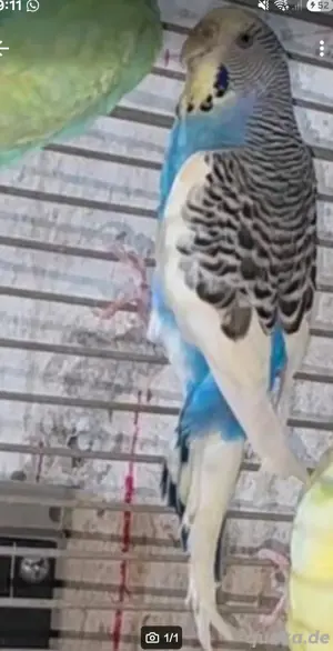 Wellensittiche (m w) Pärchen Bild 8