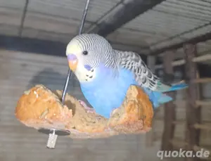 Wellensittiche (m w) Pärchen Bild 7