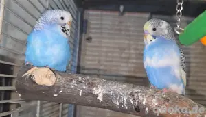 Wellensittiche (m w) Pärchen Bild 6