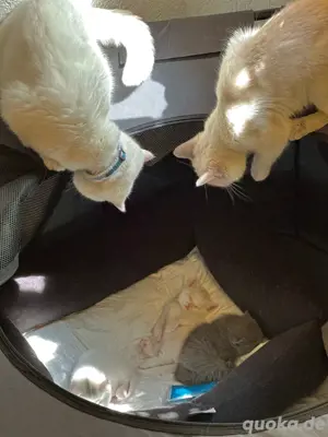 Deckkater BKH Britisch  Bild 7