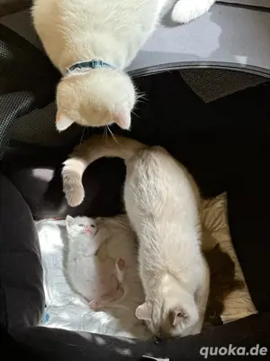 Deckkater BKH Britisch  Bild 8