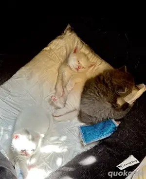 Deckkater BKH Britisch  Bild 6