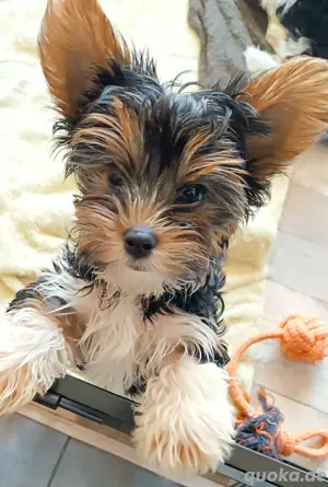 Yorkshire Terrier Biewer Yorkshire Welpen 