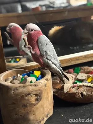 Pärchen Rosakakadus 