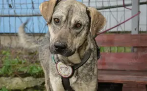 Wer öffnet sein Herz für Igor? 