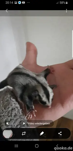 Suger glider Joy ab den 24.05 