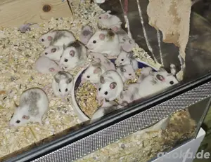 Vielzitzenmäuse