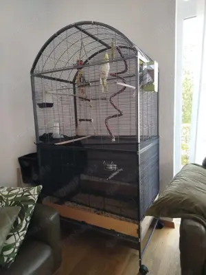 Nymphensittiche Vögel Coco Rio