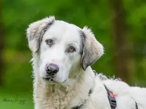 Fiorenzo sucht sein Zuhause