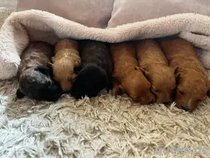 Maltipoo-Welpen 