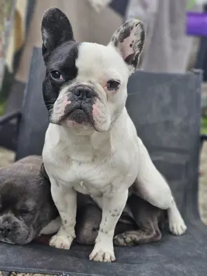 Hugo - Französische Bulldoge, Rüde, 1,5 Jahre, 25 cm, kastriert