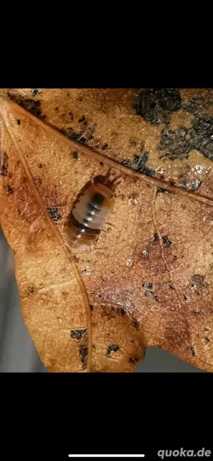 Cubaris sp. White Shark Assel