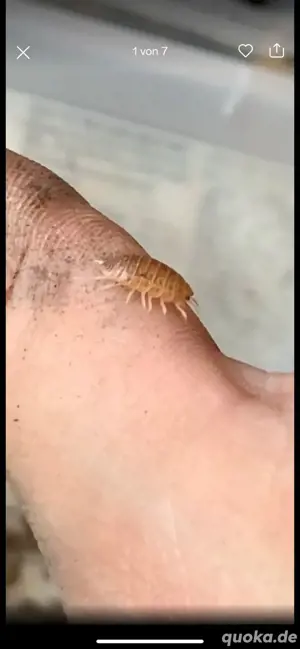 Leptotrichus kosswigi  cyprus  Assel Neue Asselart Superselten