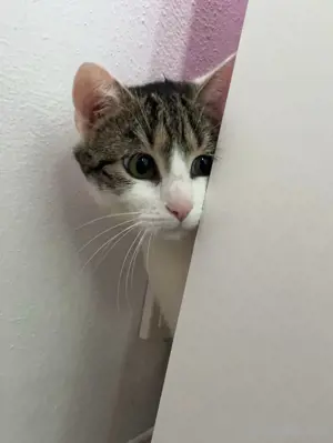 Liebevolle Katze