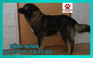Benni mittelgroßer Mischlingshund Mischling Rüde sucht Zuhause oder Pflegestelle Bild 2