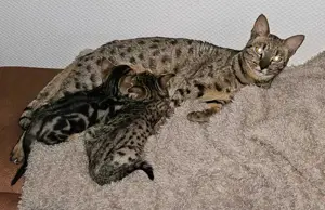 Savannah f4SBT Kätzchen geboren und  mehr erwartet!