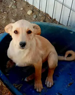 Blümchen, jung, freundlich, lebhaft, wer mächte sie adoptieren