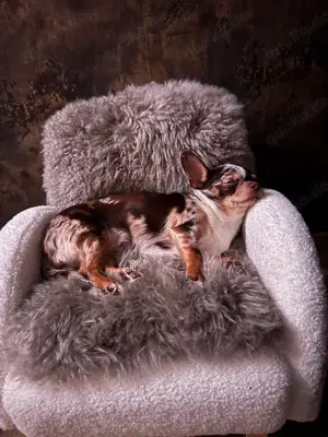 Chihuahua Hündin 
