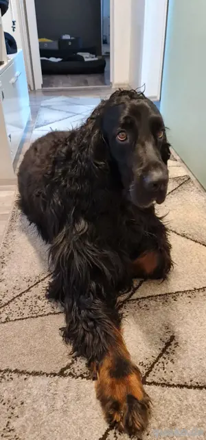 Gordon Setter Deckrüde Kein Verkauf!  Bild 2