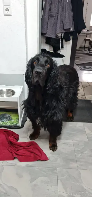 Gordon Setter Deckrüde Kein Verkauf!  Bild 4