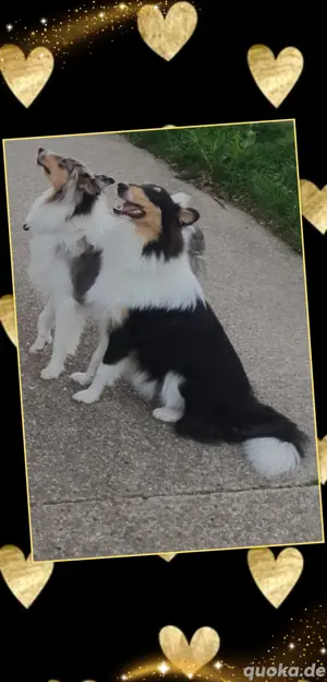 Collie Hündin