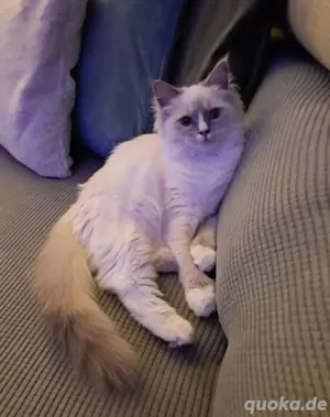 schönes Ragdoll mädchen sucht neues Zuhause