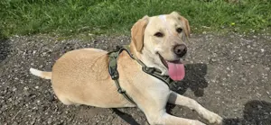 Mischlingsrüde Nacho sucht Zuhause