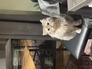 Britisch lang Haar Katze zu verkaufen mit allem  Bild 2