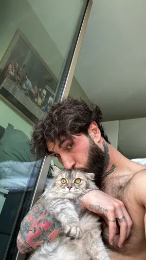 Britisch lang Haar Katze zu verkaufen mit allem  Bild 3