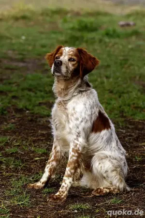 Canelo   treuer Seelenhund sucht einfühlsame Menschen Bild 3