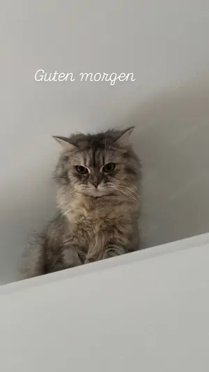 Britisch lang Haar Katze zu verkaufen mit allem  Bild 4