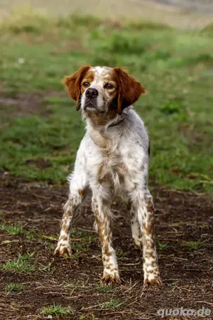 Canelo   treuer Seelenhund sucht einfühlsame Menschen Bild 2