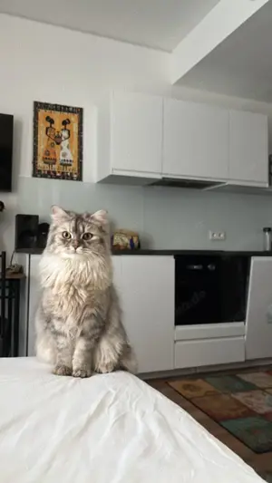 Britisch lang Haar Katze zu verkaufen mit allem 
