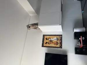 Britisch lang Haar Katze zu verkaufen mit allem  Bild 5