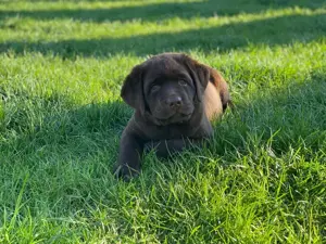Labrador Welpen Schoko blond schwarz