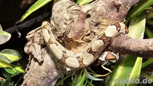 Boa constrictor imperator 