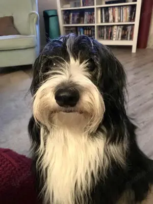 Fido ist ein treuer Freund