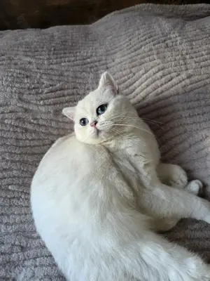 BKH Deckkater in Silver Shaded mit riesigen, blauen Augen. (kein Verkauf)