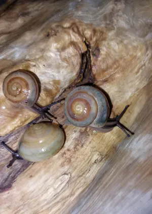 Pleurodonte Isabella, kleine bunte Schnecken