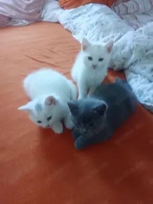 Wunderschöne, zuckersüße BKH Kitten in liebevolle Hände abzugeben 