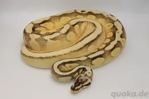 Königspython 0.1 Super Orange Dream Super Pastel Yellow Belly 