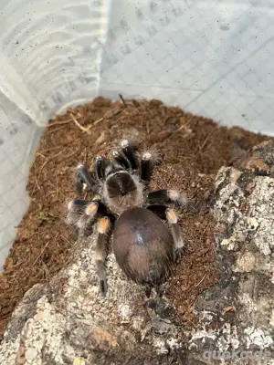 Brachypelma Hamorii 0.0.1,Vogelspinne