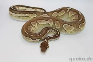 Königspython 1.0 Cinnamon lesser het ultramel 