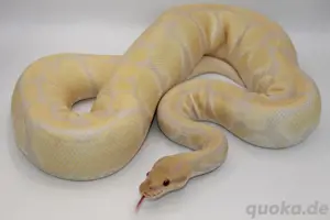 Königspython 0.1 Lavender albino het piebald 