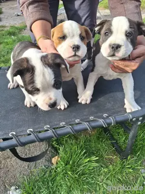 Staffordshire Bullterrier, Welpen, rot weiß, gestromt weiß, schwarz. Bild 3